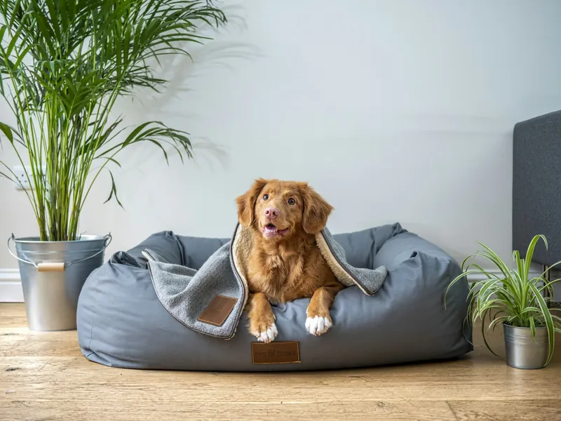 Panier pour chien taille M, حالة جيدة جدا