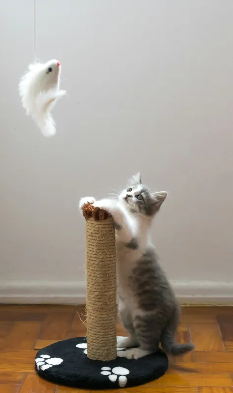 Griffoir colonne pour chat, Good