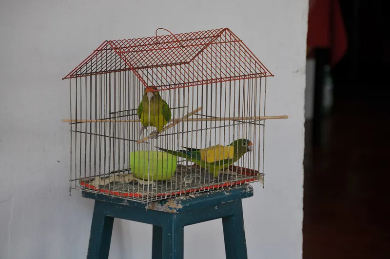 Cage à oiseaux avec perchoirs, حالة جيدة